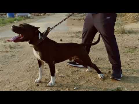 Young littermate pitbulls 'Diablo' & 'Bruno' from Cerberus K9z, Pakistan