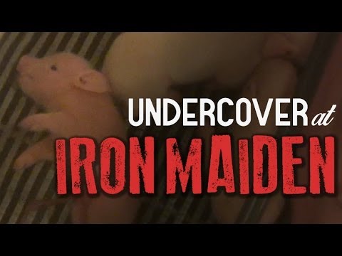 Breaking News: Pork Industry Turns Pigs Into Shit Eating Cannibals - Mercy For Animals