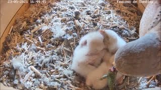 The funny deliveries of the male