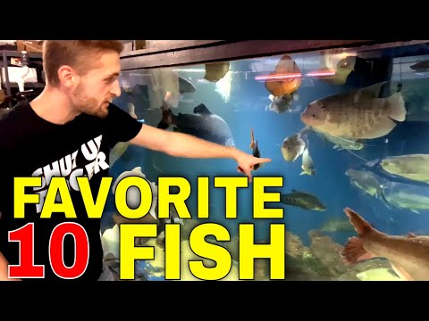 Josh Explains His TOP TEN FISH at OFR!!!!
