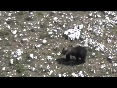 ONDA TG 10.10.2014 - PETTORANO SUL GIZIO  PETIZIONE ORSO