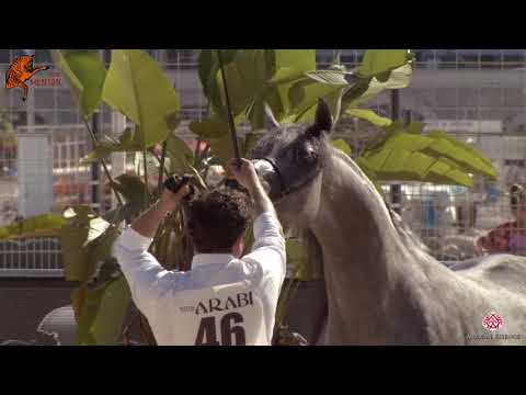 N 46 ISRAA AH   2020 Menton Mediterranean and Arab Countries Arabian Horse Championship   3 YearsOld
