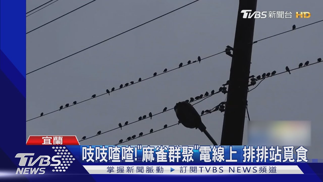 吱吱喳喳!「麻雀群聚」電線上 排排站覓食