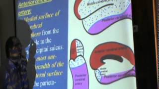 46) Dr .sherif Zaky 23/12/2014 [Arterial supply of Brian]