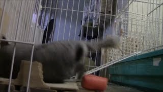 Rabbit failed to touchdown ウサギ着地失敗 Conejito perdió balance