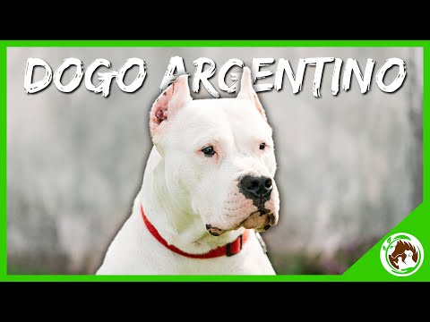 Uncovering the Secrets of the Dogo Argentino: What You Need to Know!
