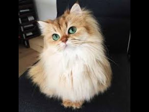 Best Funny Cats Series #5😹 - The Sweetest Cats😻- En Komik Kediler Serisi#5🙀- Avni Cats 🐈