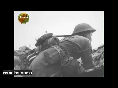 CBD for Cats Video Preview