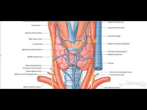 Common Carotid Relations 3