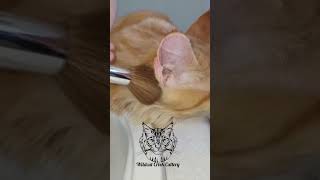 Pumpkin spa day! #mainecooncats #mainecoon