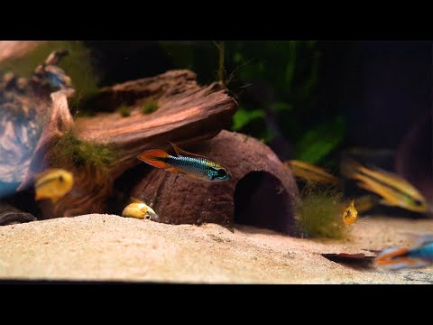 Agassiz’ Zwergbuntbarsch 'super red' - Apistogramma agassizii 'super red'