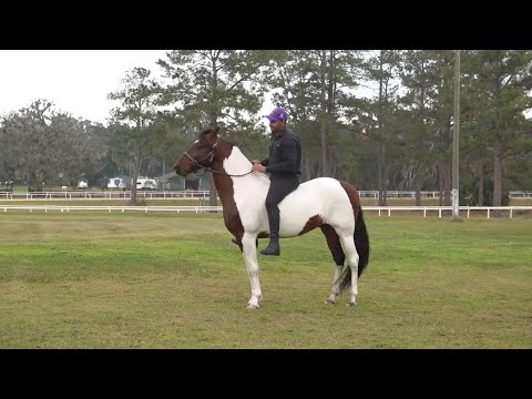 The Mangalarga Marchador Horse Breed