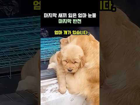 새끼 잃은 엄마의 눈물밥도 안먹던 엄마개 결말 #구조동물 #강아지#반려견 #감동쇼츠