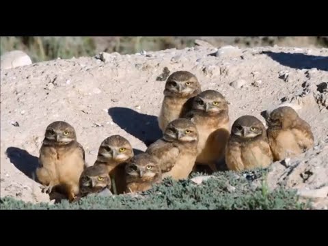 Welcome to the Cornell Lab of Ornithology