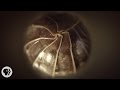 Roly Polies Came From the Sea to Conquer the Earth | Deep Look