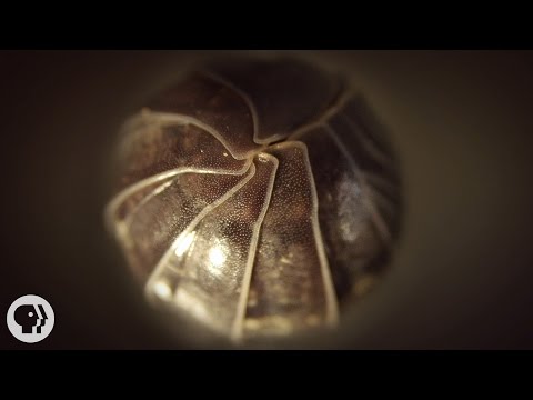 Roly Polies Came From the Sea to Conquer the Earth | Deep Look Video