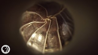 Roly Polies Came From the Sea to Conquer the Earth | Deep Look