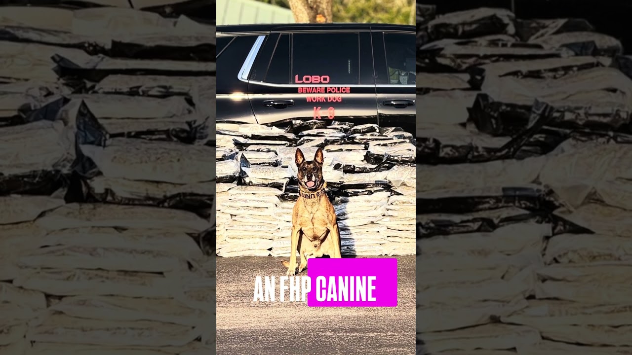 2,000 pounds of marijuana discovered