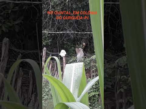 COLÔNIA DO GURGUÉIA, E ELISEU MARTINS-PI, CEDO DA MANHÃ!