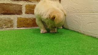 チワワ(ロング)の動画01