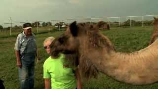 preview picture of video 'Camel Ranching'