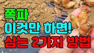 쪽파 종근 미리 잘라서 이렇게 심어보세요 살충제 뿌려야 고자리파리 예방돼요 쪽파재배 쪽파심는 법 쪽파심는시기