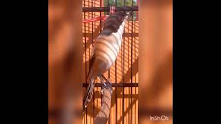 Download lagu masteran cendet armagedon berjeda mp3 Download lagu masteran cendet armagedon berjeda mp3