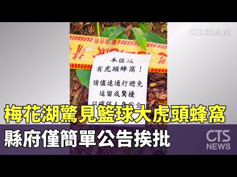 梅花湖驚見「籃球大虎頭蜂窩」　縣府僅簡單公告挨批