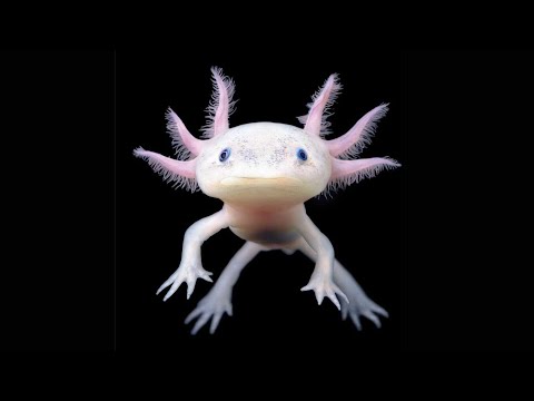 The Superpower of Salamanders: Witnessing Body Parts Regeneration in Action. #SalamanderRegeneration