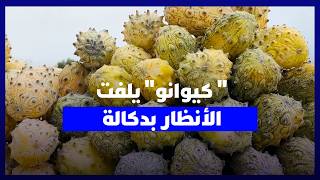 "كيوانو".. فاكهة نادرة تجمع بين المظهر الغريب والطعم المميز في دكالة thumbnail