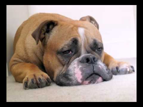 Happy Birthday to You - Bosco the Bulldog