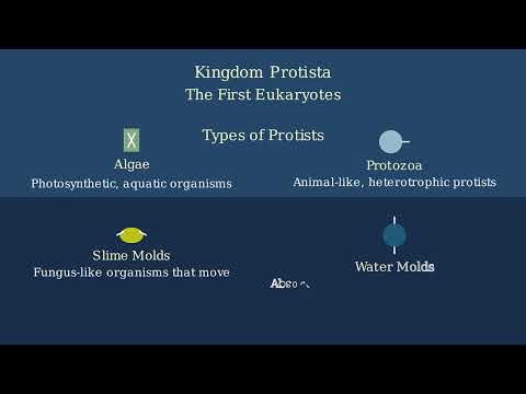 Whittaker’s Five Kingdom Classification – Criteria, Advantages and Limitations - Video