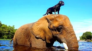 10 УДИВИТЕЛЬНЫХ И НЕОБЫЧНЫХ ДРУЖБ ЖИВОТНЫХ