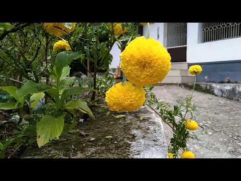 jamanthi poov, in english call as"Chrysanthemum"which means "Golden flower"in latin