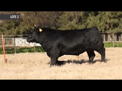 RUBETA 8181 BOTIJA -LOTE 2 - Remate de Cabaña La Rubeta - Sábado 15-08-20