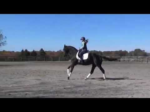 Olin E, KWPN mare Glock's Toto Jr x Bordeaux