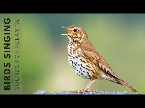 Bird Sounds - Beautiful Birds, Relaxing Nature Sounds, Chirping Birds, Reduce Stress