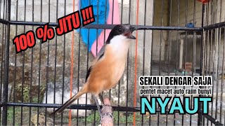 Download lagu cendet gacor AMPUH full BONGKAR EMOSI,, PANCINGAN CENDET AGAR BUNYI bikin BURUNG PENTET GACOR NYAUT mp3