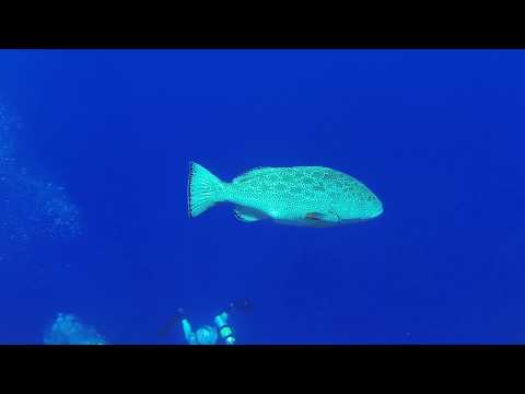 Little Cayman, Bloody Bay Wall