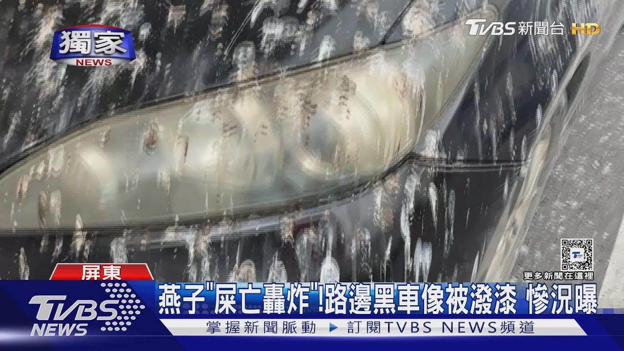 燕子「屎亡轟炸」! 路邊黑車像被潑漆慘況曝