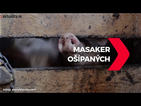 , title : 'Africký mor ošípaných spôsobil na Slovensku hotový masaker'