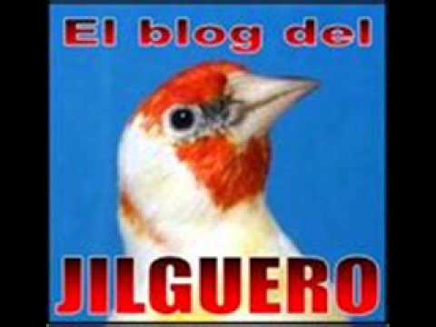 Educacion jilgueros a cante limpio