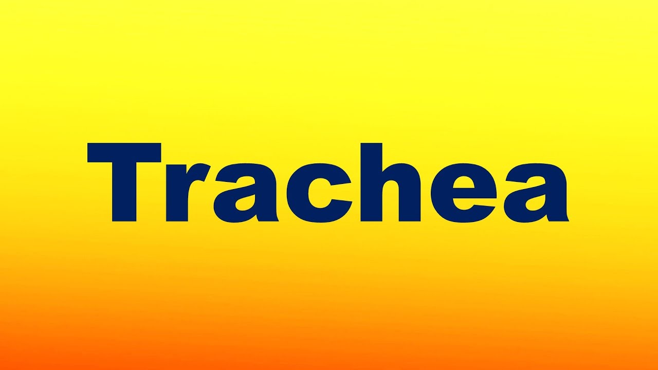 Trachea Definition and Function