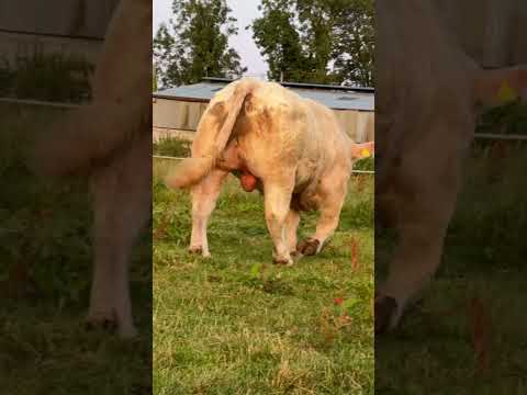 Bull - Image 2