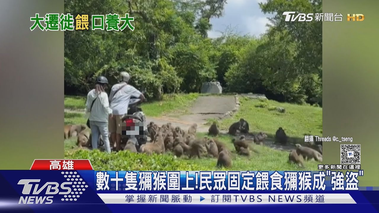 壽山獼猴大遷徙! 「無視」多人錄影目擊照樣餵食 猴群包圍