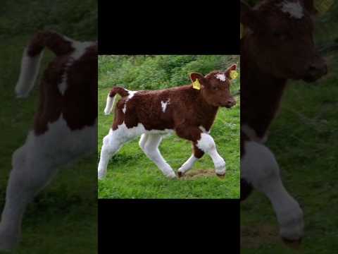, title : 'shorthorn cow calfs |sunrise TV|'