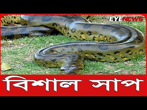 বাংলাদেশের সবচেয়ে বড় সাপ | Python | Snake | Eye News