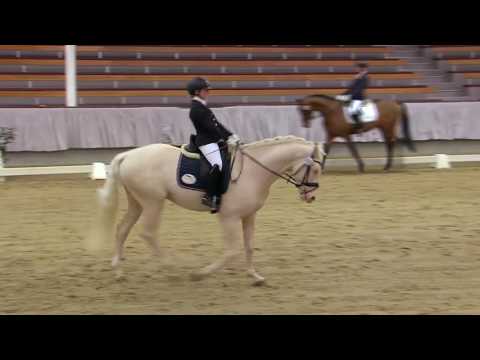 Cremello-Hengst Qaside MD bei HLP-Sportprüfung in Münster