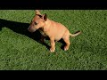 Miniature Bullterrier puppy for sale