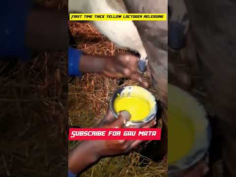 , title : 'desi cow first time releasing thick yellow lactogen #trending #shorts #cow #viral #cowfarm'